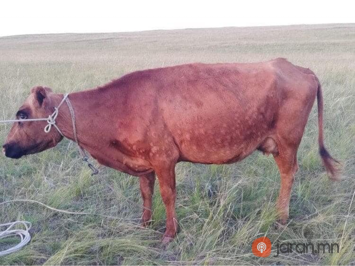 Гоц халдварт үхрийн арьс товруутах өвчнөөр хичээн мал өвчилсөн нь тодорхойгүй байна 